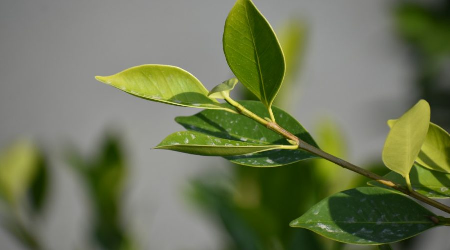 rhume huile essentielle tea tree