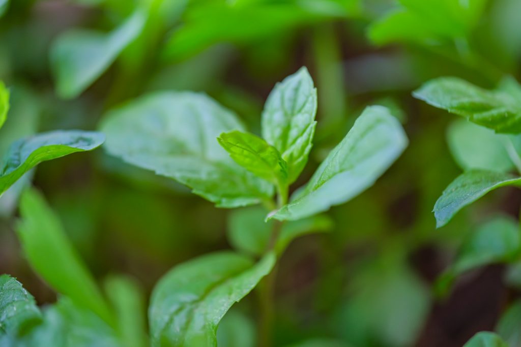 huile essentielle menthe poivrée